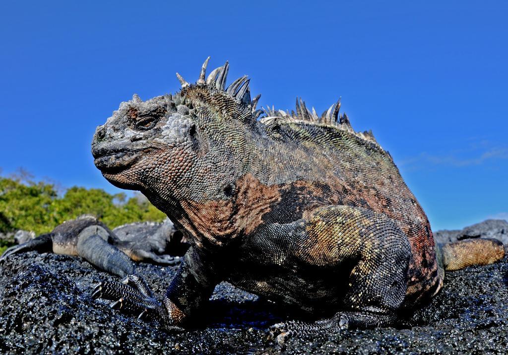 巴克里索莫雷诺港Galapagos Eco Friendly住宿加早餐旅馆 外观 照片